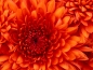 Orange Blume